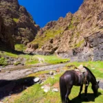 Saddled-Horse-Yolyn-Am-1